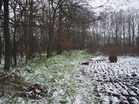 Besneeuwd terrein nabij bosrand