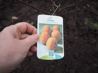 Handig, een etiket aan een kale boom